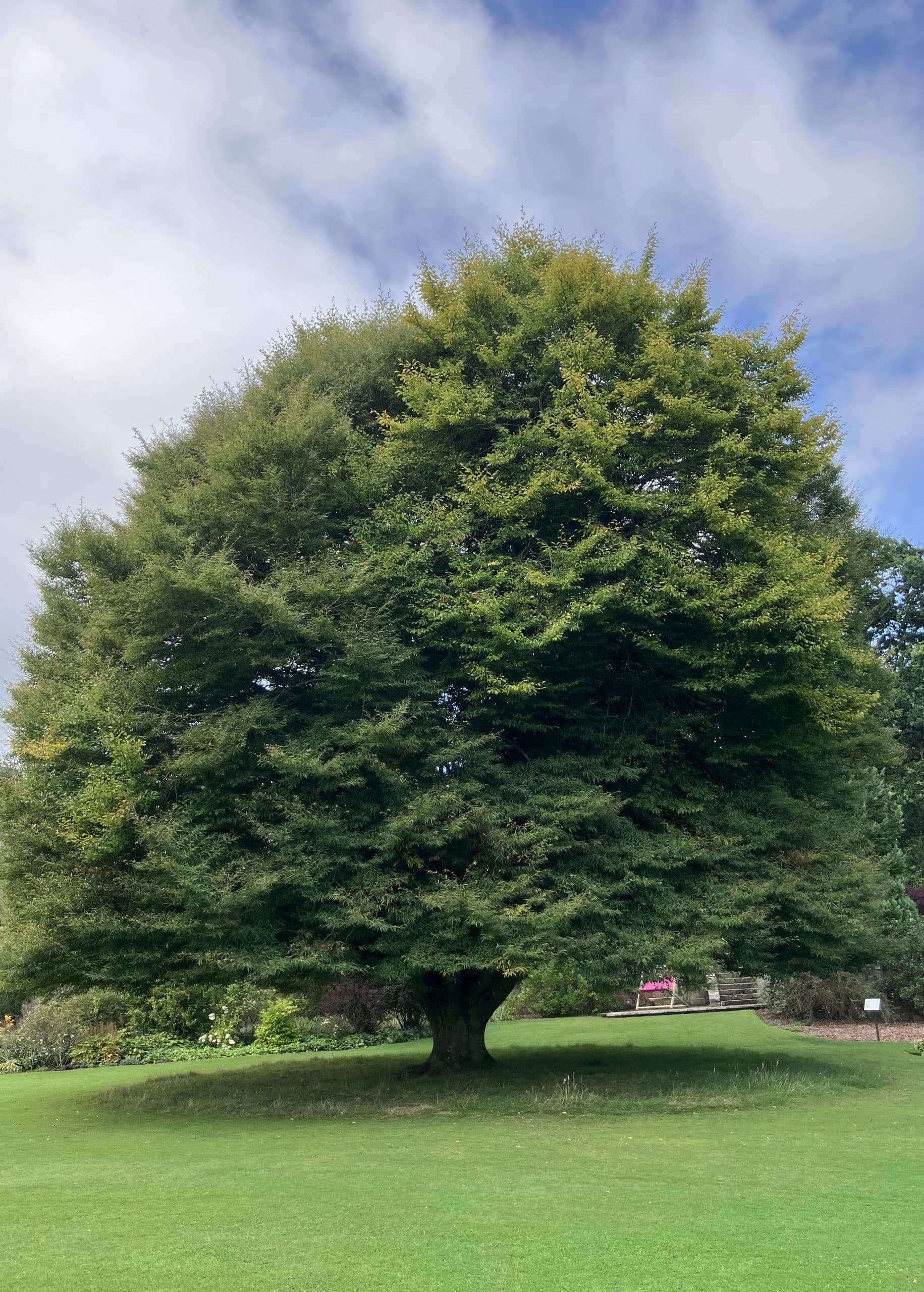 Fern Leaved Beech 1